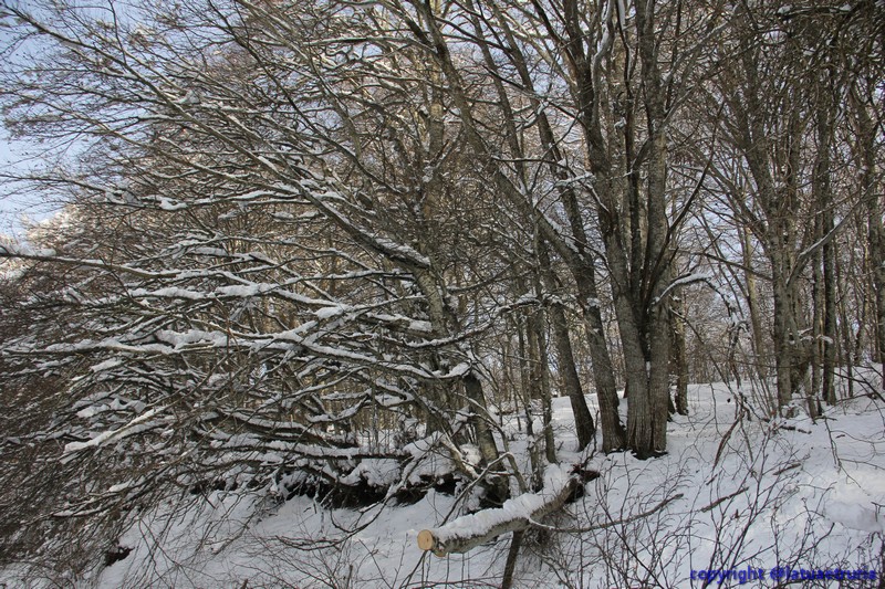 Neve nella Tuscia: fine settimana sulla Faggeta