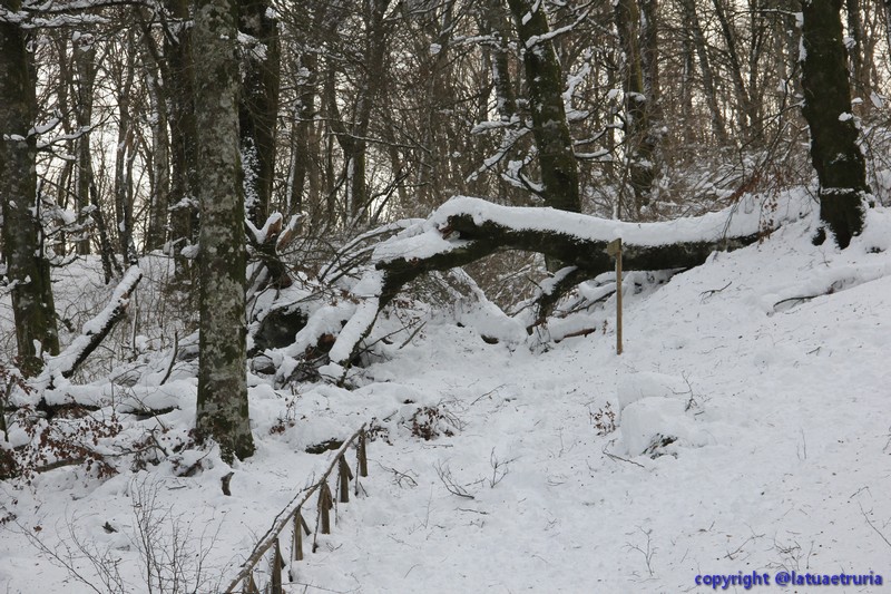 Neve nella Tuscia: fine settimana sulla Faggeta