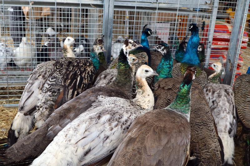 Agriumbria - inaug. 57ª edizione
