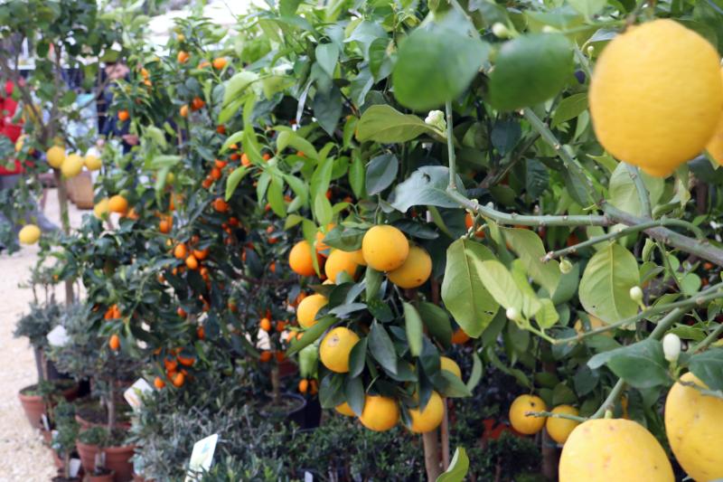 Agriumbria - inaug. 57ª edizione
